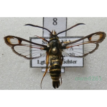 Bembecia ichneumoniformis (Denis & Schiffermüller, 1775) Przeziernik sześciopręgi Slovakia8n